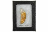 Rooted Fossil Sea Lion (Allodesmus) Tooth - Bakersfield, CA #175177-2